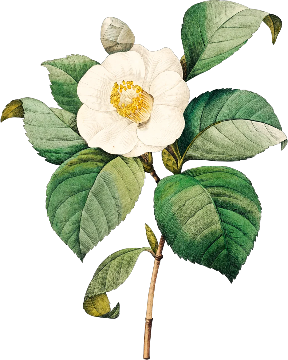 A white camellia with leaves, from a botanical plate